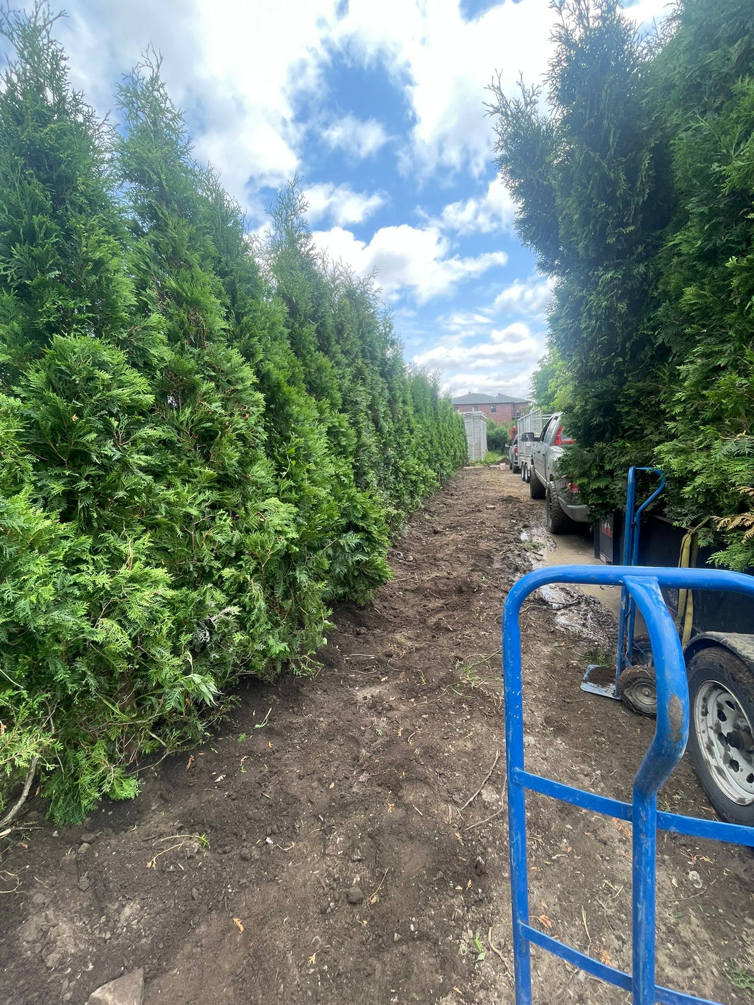 Hedge Installation for Narrow Spaces – North York