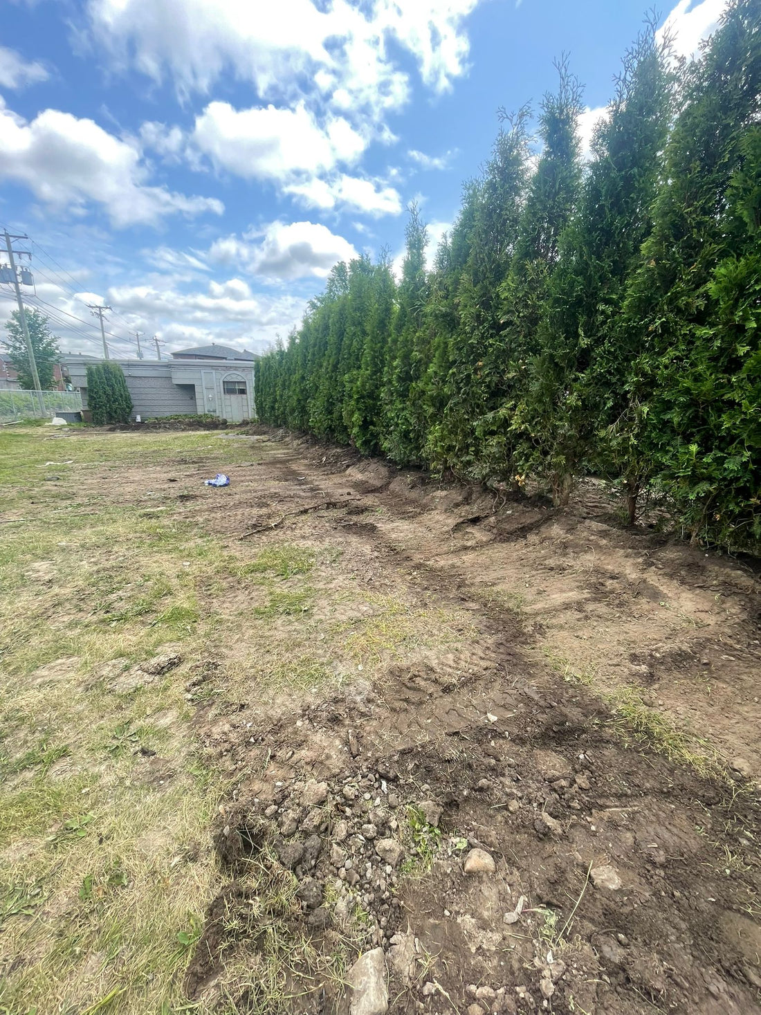Property Line Hedge Installation – Brampton
