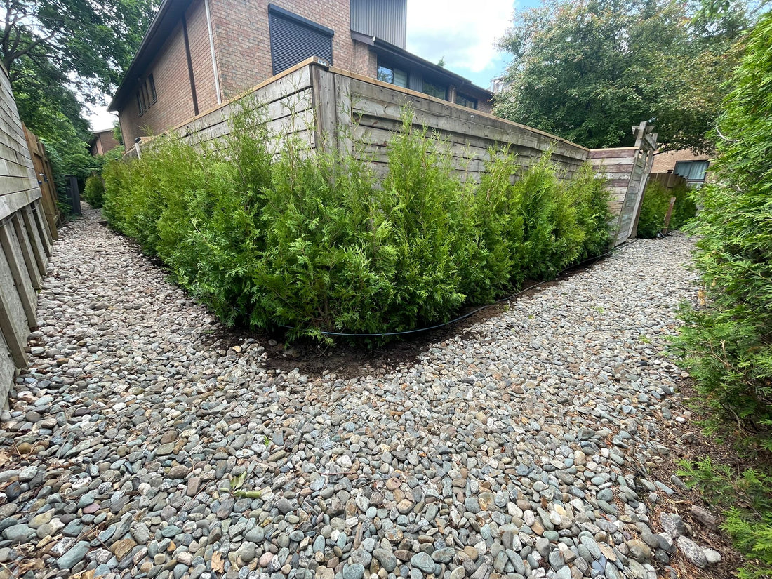 Custom Cedar Hedge Installation – Etobicoke