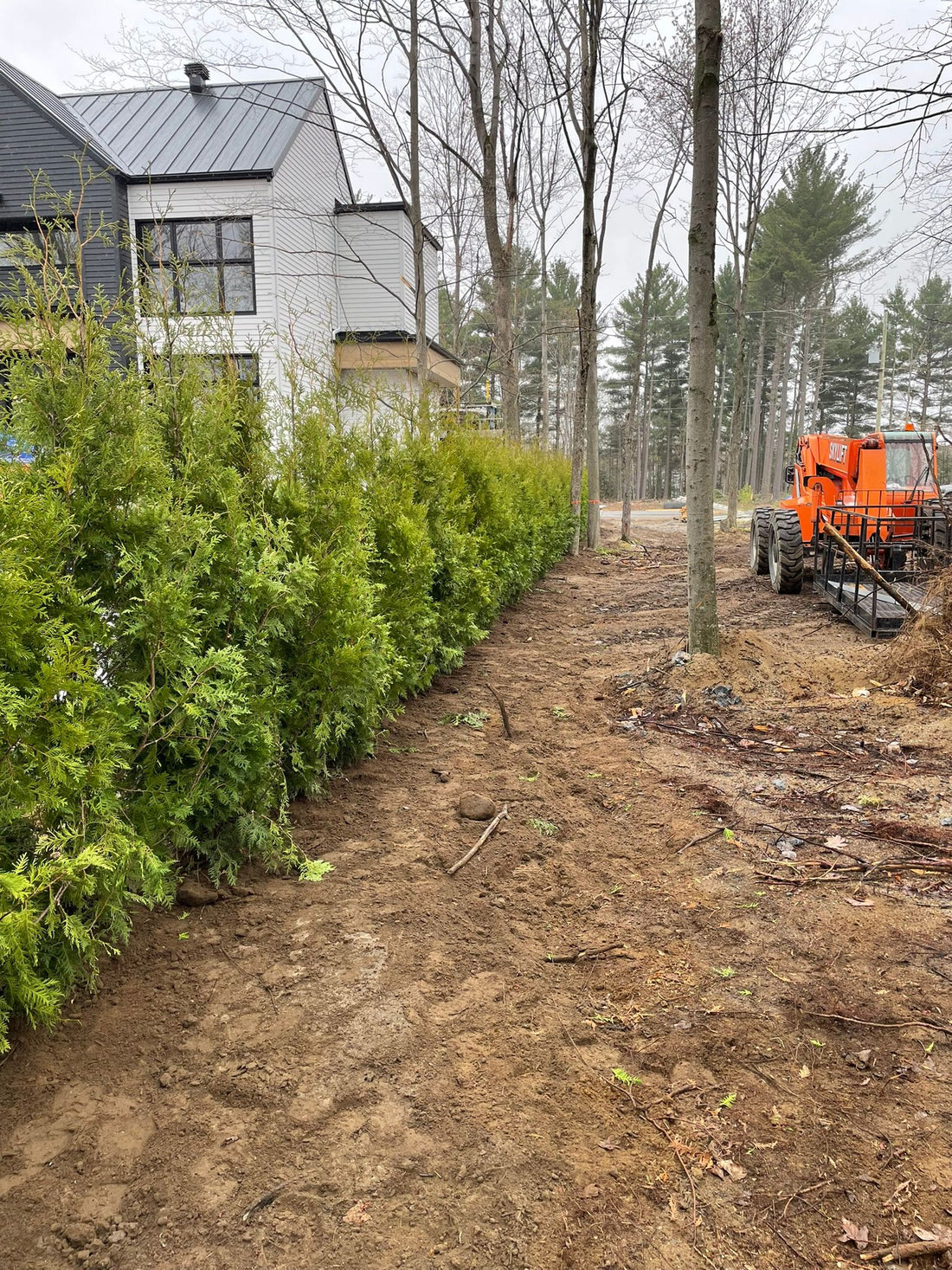 Privacy Hedge Installation – Mississauga