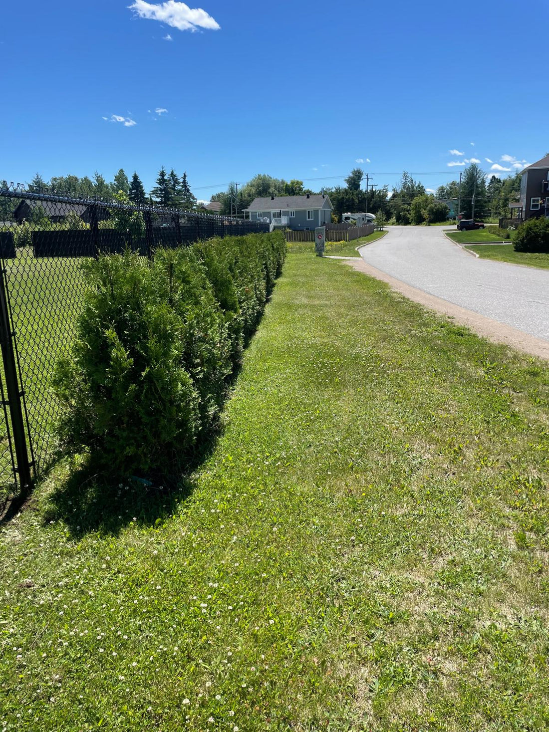 Cedar Hedge Installation – Toronto, ON