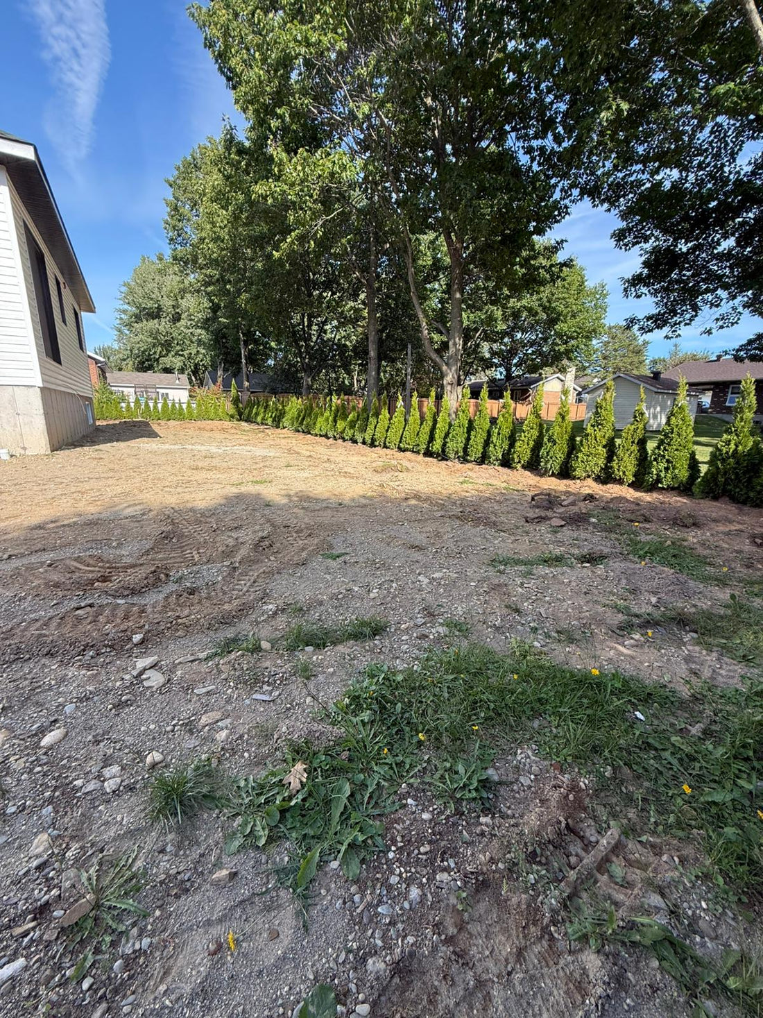 Cedar Hedge Installation – Ajax