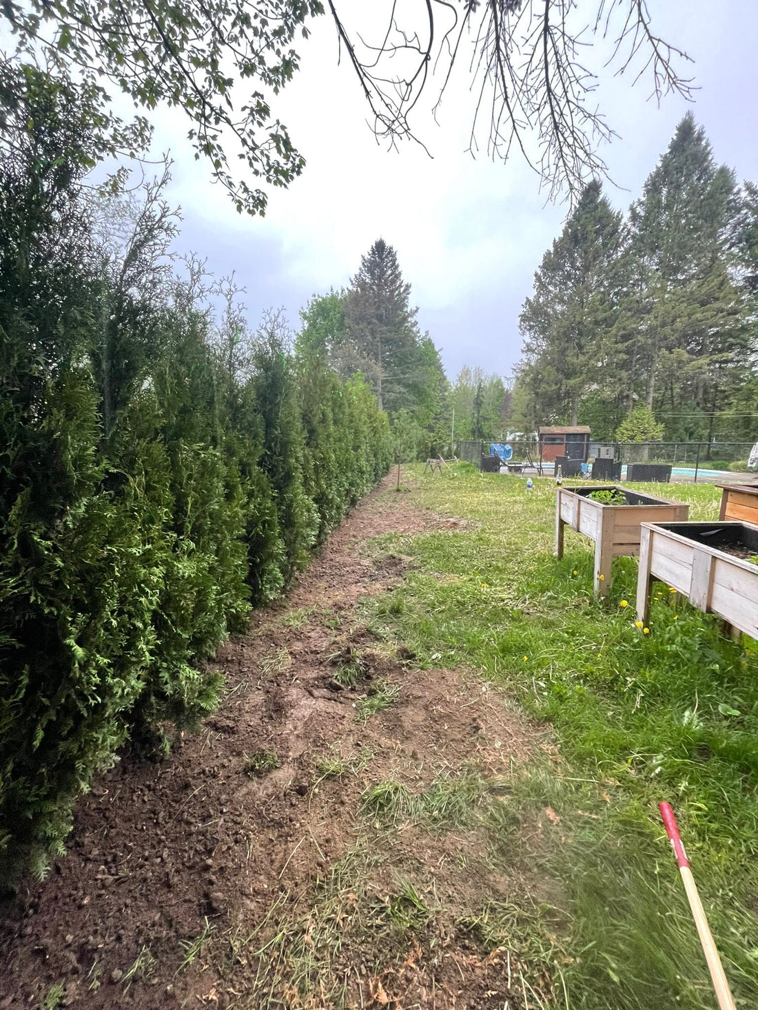 Cedar Hedge Installation – Vaughan