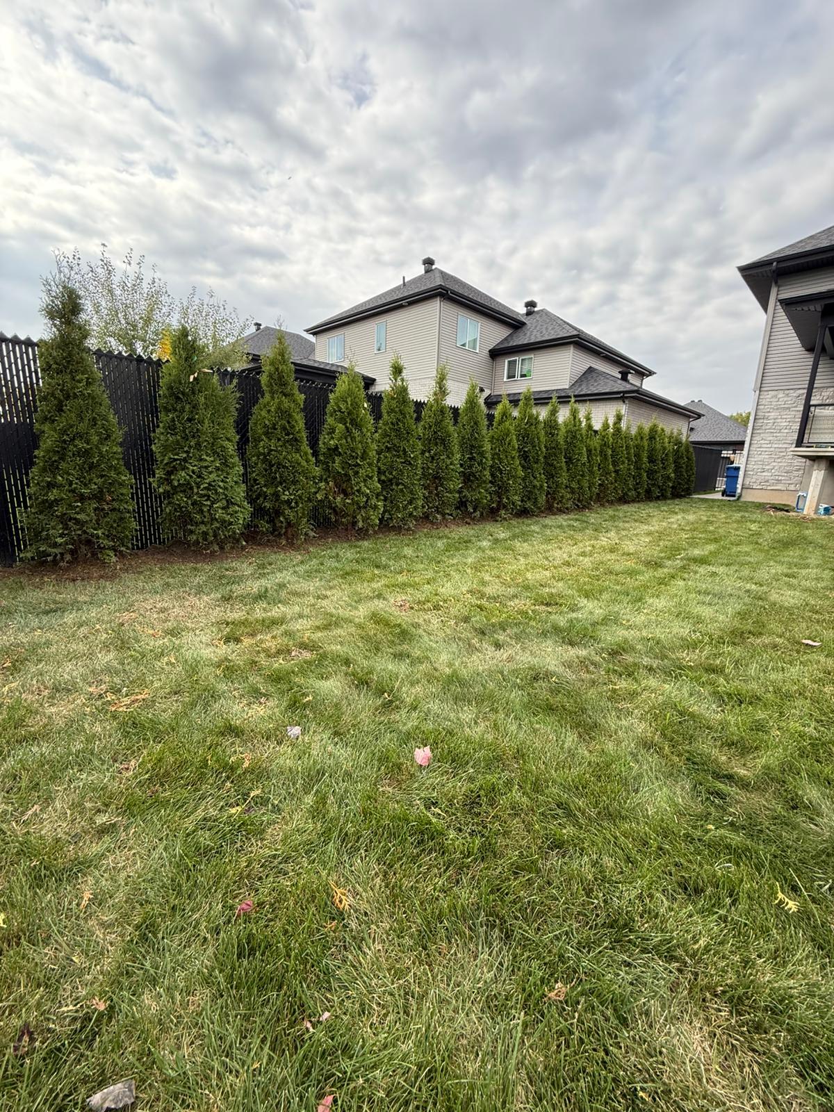 Cedar Hedge Installation with Mulch Finish – Oakville