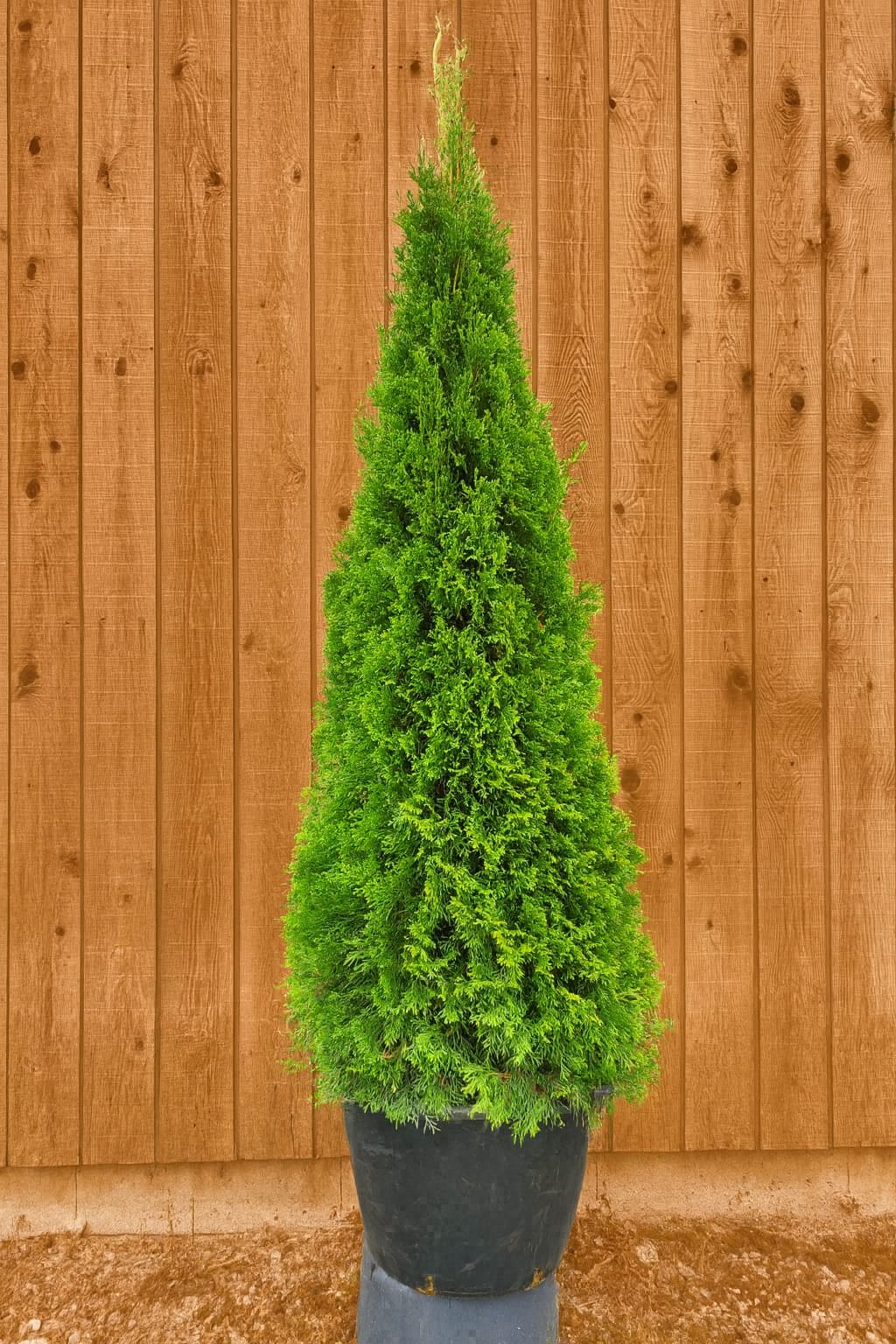 Emerald – The Canadian Cedar Company